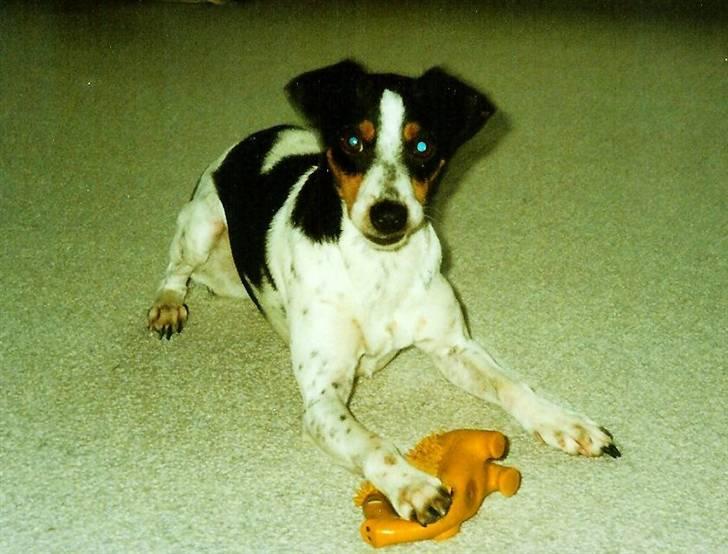 Glathåret foxterrier Fie <3    R.I.P. billede 3