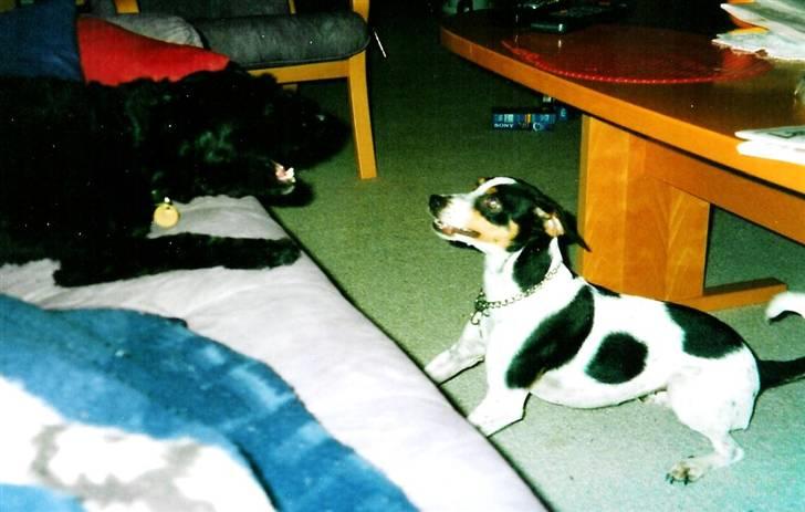 Glathåret foxterrier Fie <3    R.I.P. billede 4