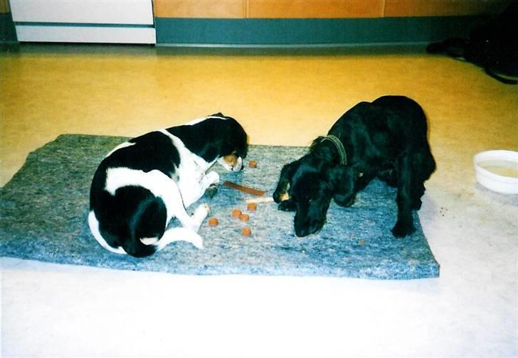 Glathåret foxterrier Fie <3    R.I.P. billede 5