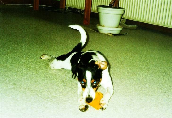 Glathåret foxterrier Fie <3    R.I.P. billede 6