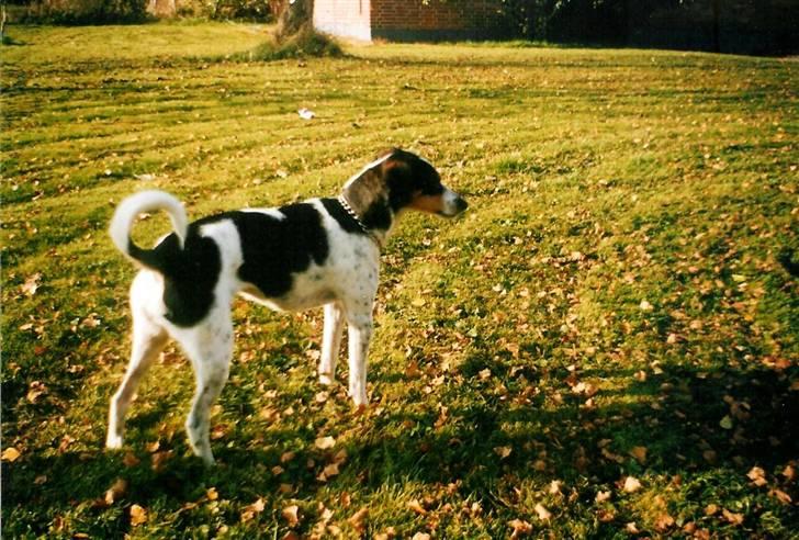 Glathåret foxterrier Fie <3    R.I.P. billede 7