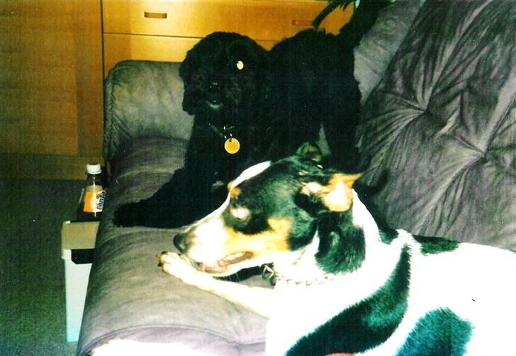 Glathåret foxterrier Fie <3    R.I.P. billede 8