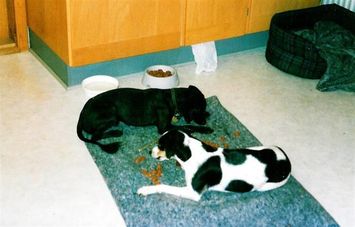 Glathåret foxterrier Fie <3    R.I.P. billede 9