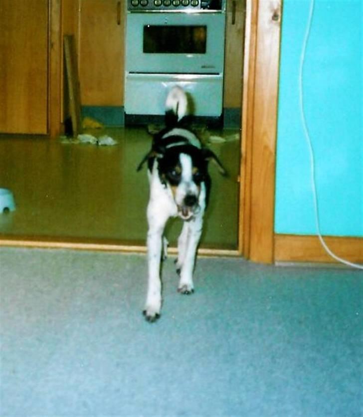 Glathåret foxterrier Fie <3    R.I.P. billede 10