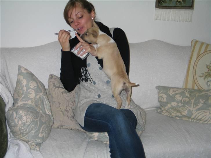 Bullterrier miniature Kaya - mmm youhurt :D det bare guf.. Mor gi´ lidt billede 14