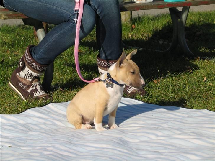 Bullterrier miniature Kaya - Kaya til hendes 2. hvalpetræning :D et lille hvil gør godt, når man har så meget krudt i røven  billede 15