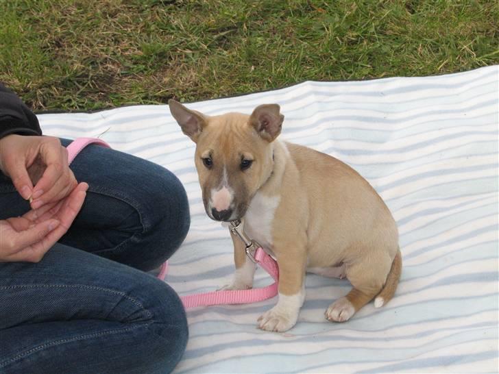 Bullterrier miniature Kaya - en kold efterårsdag ´09 billede 16