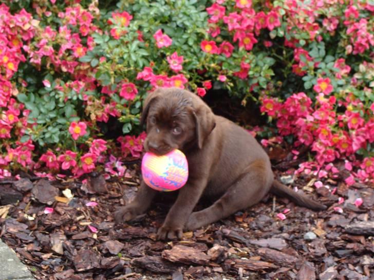 Labrador retriever Dumle - Velkommen til Dumles profil. Her er hun 8 uger og sidder er lige komme thjem til os:D billede 1
