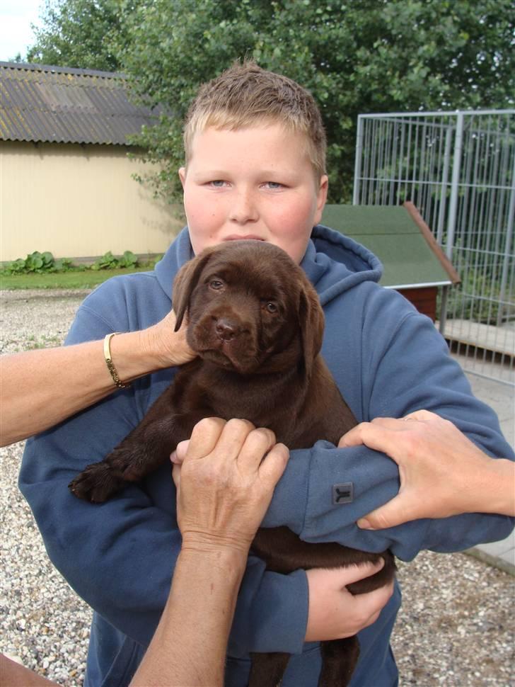 Labrador retriever Dumle - Her er Dumle og Mikkel, da de var nede for at hente hende som kun 8 uger:D billede 2