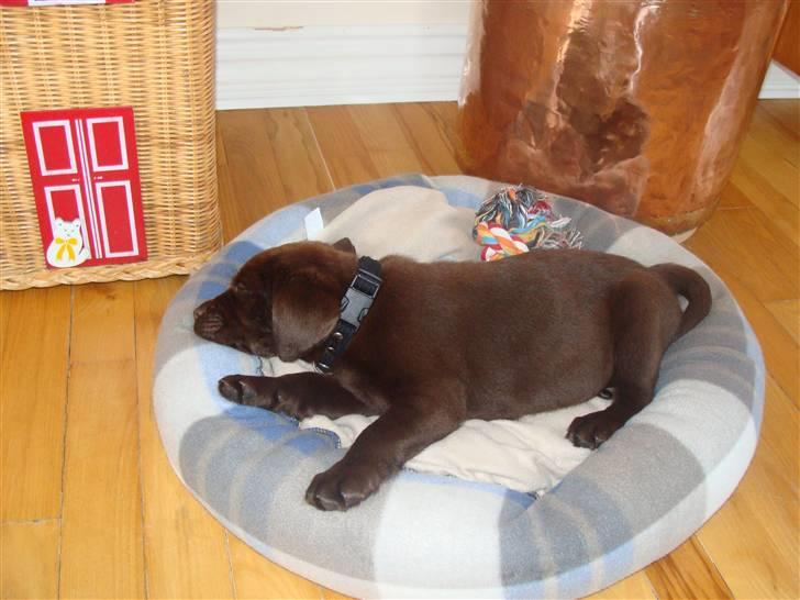 Labrador retriever Dumle billede 3