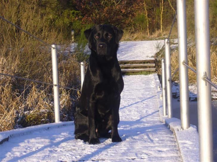 Labrador retriever Anton billede 14