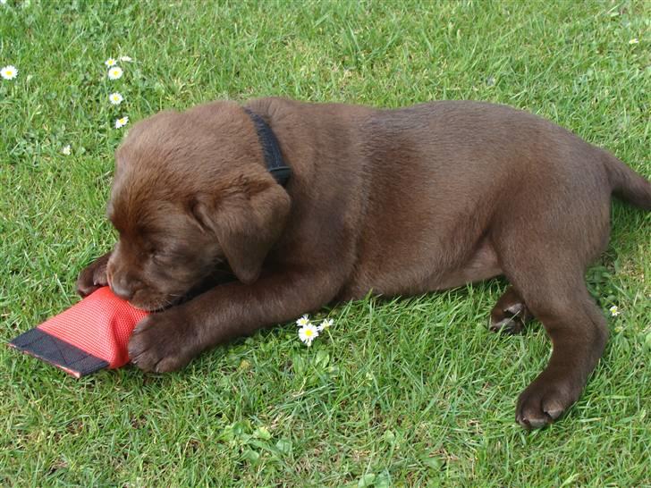Labrador retriever Dumle billede 4