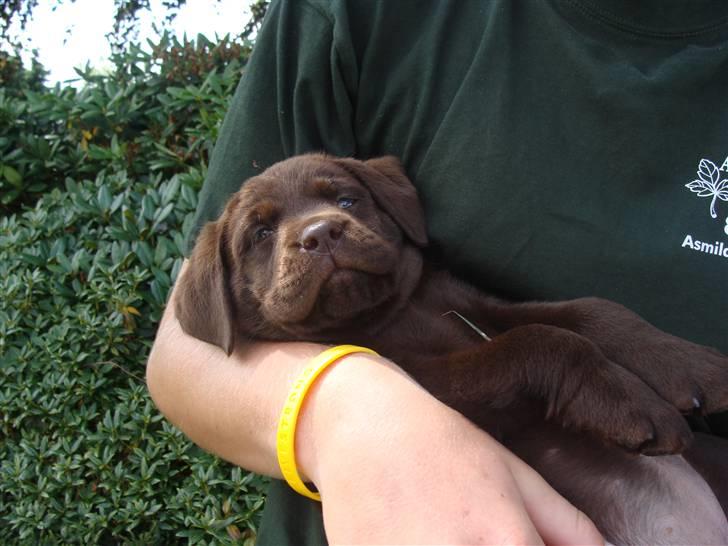 Labrador retriever Dumle billede 5