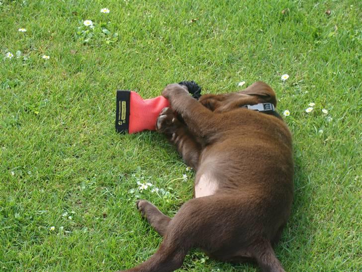 Labrador retriever Dumle billede 6