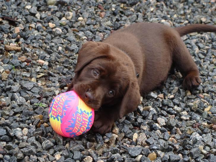 Labrador retriever Dumle billede 7