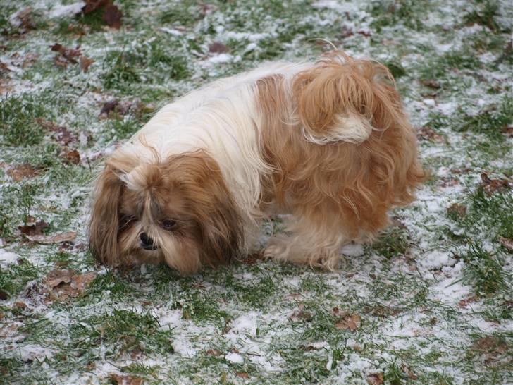 Shih tzu HappyLady Vom Drachenberg billede 2