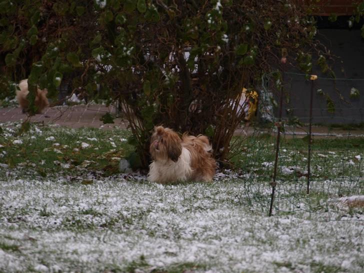 Shih tzu HappyLady Vom Drachenberg billede 4