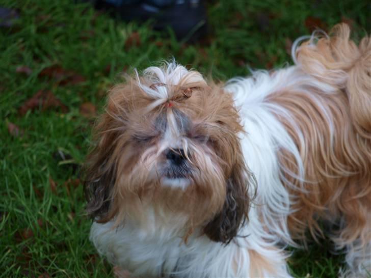 Shih tzu HappyLady Vom Drachenberg billede 6