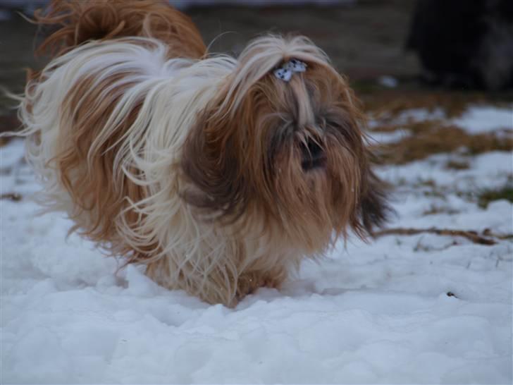 Shih tzu HappyLady Vom Drachenberg billede 8