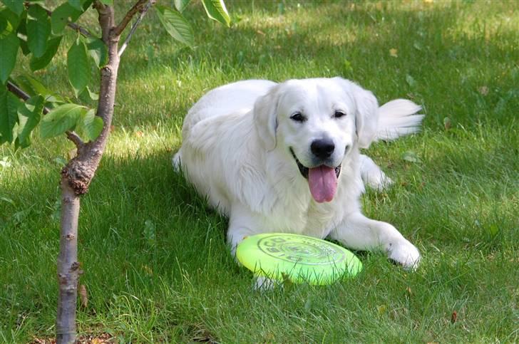 Golden retriever Bounty (RIP)  - Min dejlige partner og den bedste ven man kan tænke sig...! billede 1