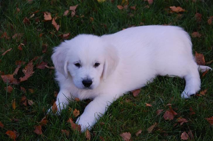 Golden retriever Bounty (RIP)  - Første gang i haven...! billede 2