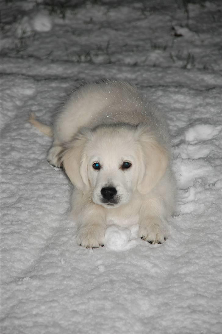 Golden retriever Bounty (RIP)  - Første gang i sneen...! billede 3