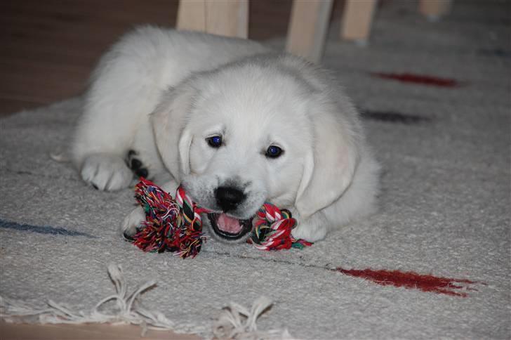 Golden retriever Bounty (RIP)  - Man kan ligefrem se at han er en rigtig frækkert! billede 4