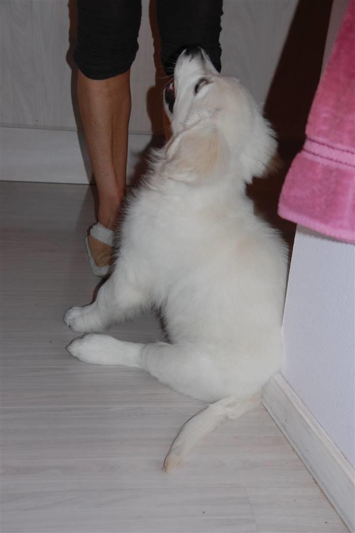 Golden retriever Bounty (RIP)  - Jeg tigger aldrig...! billede 5