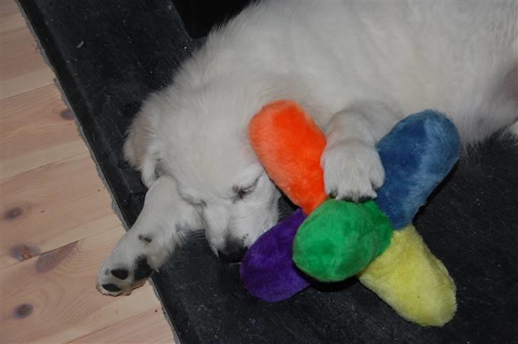 Golden retriever Bounty (RIP)  - Zzzzz...! billede 6