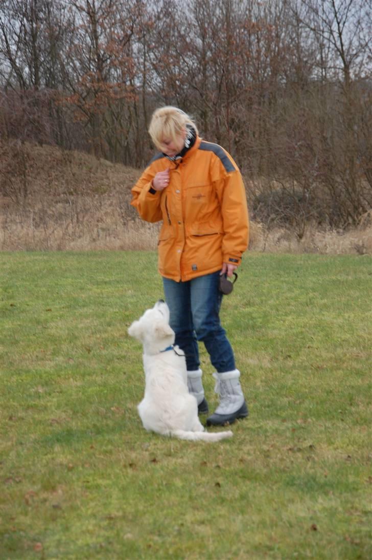 Golden retriever Bounty (RIP)  - Min første dag til hvalpe træning - og jeg kan bare det der...! billede 7