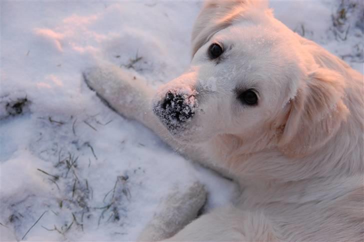 Golden retriever Bounty (RIP)  - Hi Hi...! sne er skønt! billede 8
