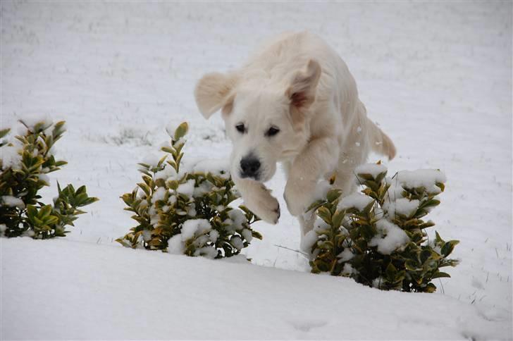 Golden retriever Bounty (RIP)  - Sagde du MAD...! Så kommer jeg! billede 9
