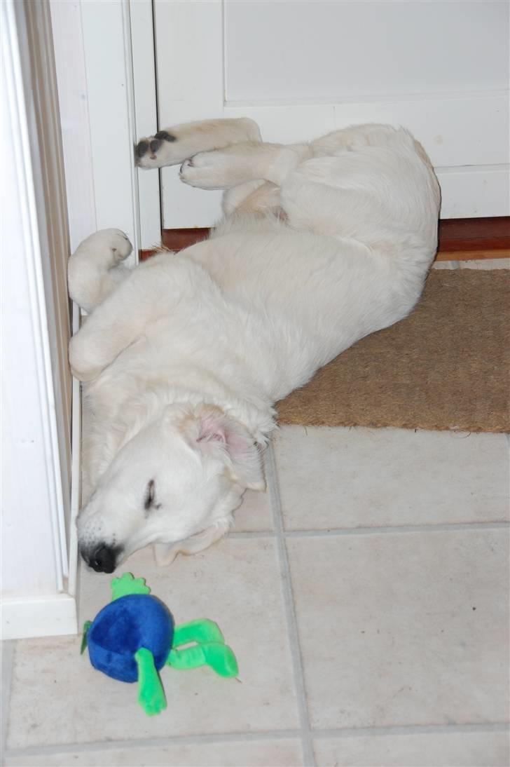 Golden retriever Bounty (RIP)  - Jeg kan sove hvor som helst og når som helst! billede 10