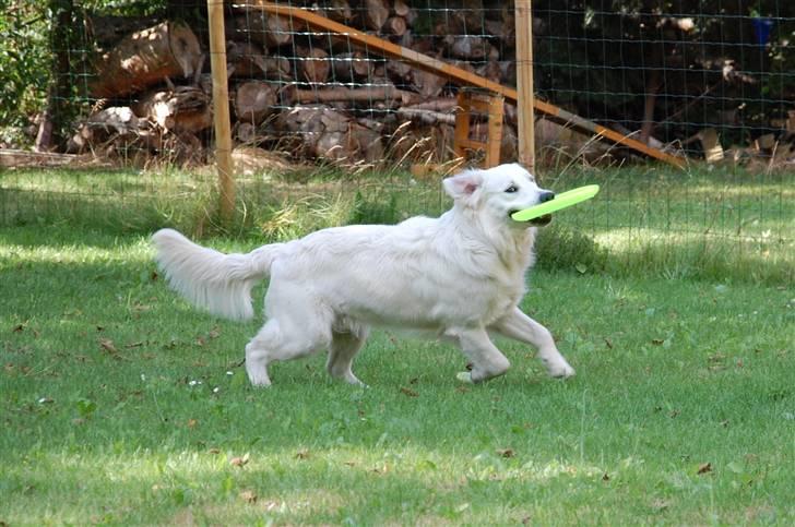 Golden retriever Bounty (RIP)  - Min ynglings leg - hent frisbeen!  billede 11