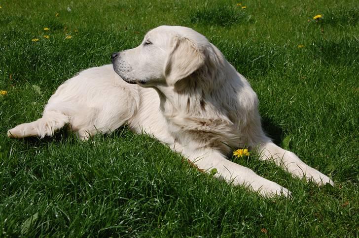 Golden retriever Bounty (RIP)  - Jeg ved det - Jeg er bare for lækker...! billede 12