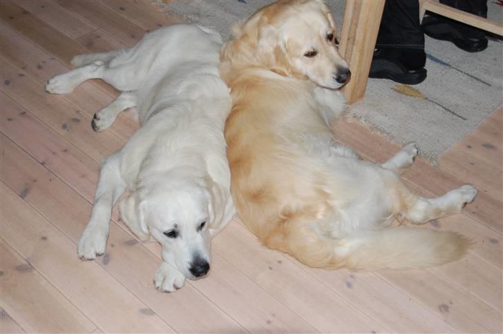 Golden retriever Bounty (RIP)  - Min bedste ven (Rufus) & jeg leger yin & yang  billede 13