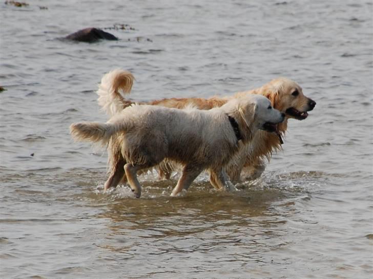 Golden retriever Bounty (RIP)  - Rufus & Bounty hygger sig på stranden! billede 14