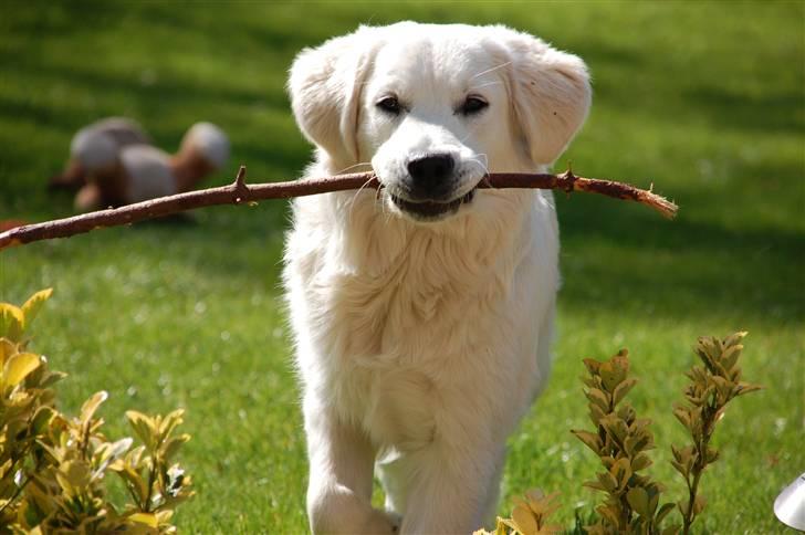 Golden retriever Bounty (RIP)  - Han ser stadig lige fræk ud efter et 1/2 år - Dejligt! billede 15