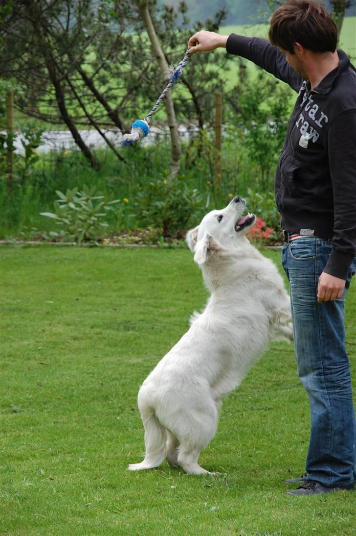 Golden retriever Bounty (RIP)  - Gi´ mig den nu...! billede 16