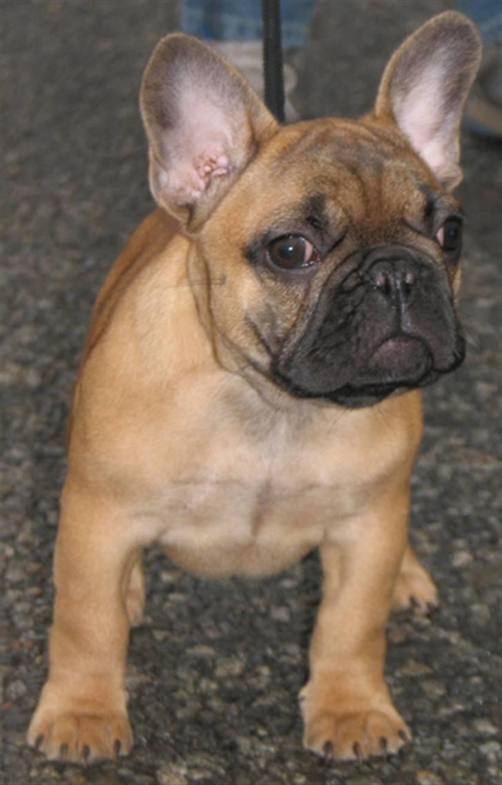 Fransk bulldog Radeau Azia - Azia 3 mdr billede 7