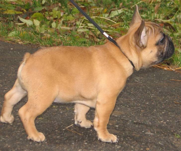 Fransk bulldog Radeau Azia - Azia 3 mdr billede 8