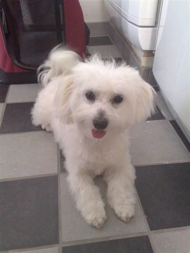 Coton de tulear Freja - Her er Freja ny klippet. :) billede 18