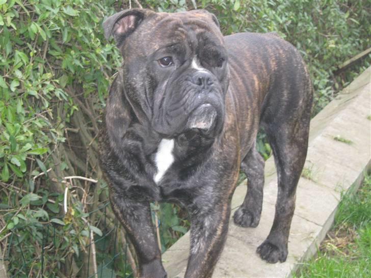 Olde english bulldogge Bølle billede 13