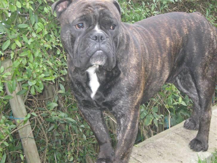 Olde english bulldogge Bølle billede 14