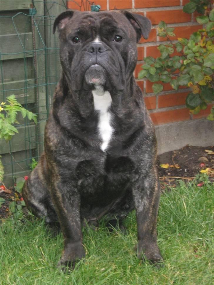 Olde english bulldogge Bølle billede 15