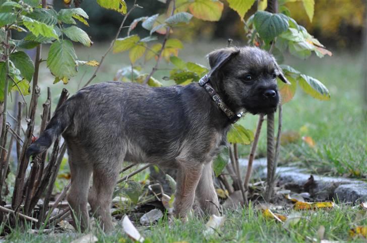 Border terrier Lutra's Morgan billede 10