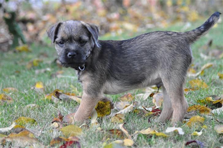 Border terrier Lutra's Morgan billede 11