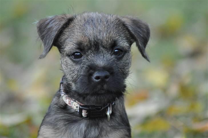 Border terrier Lutra's Morgan billede 12