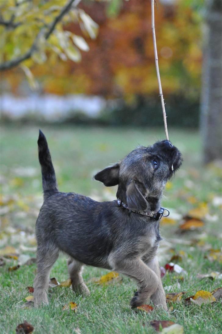 Border terrier Lutra's Morgan billede 13