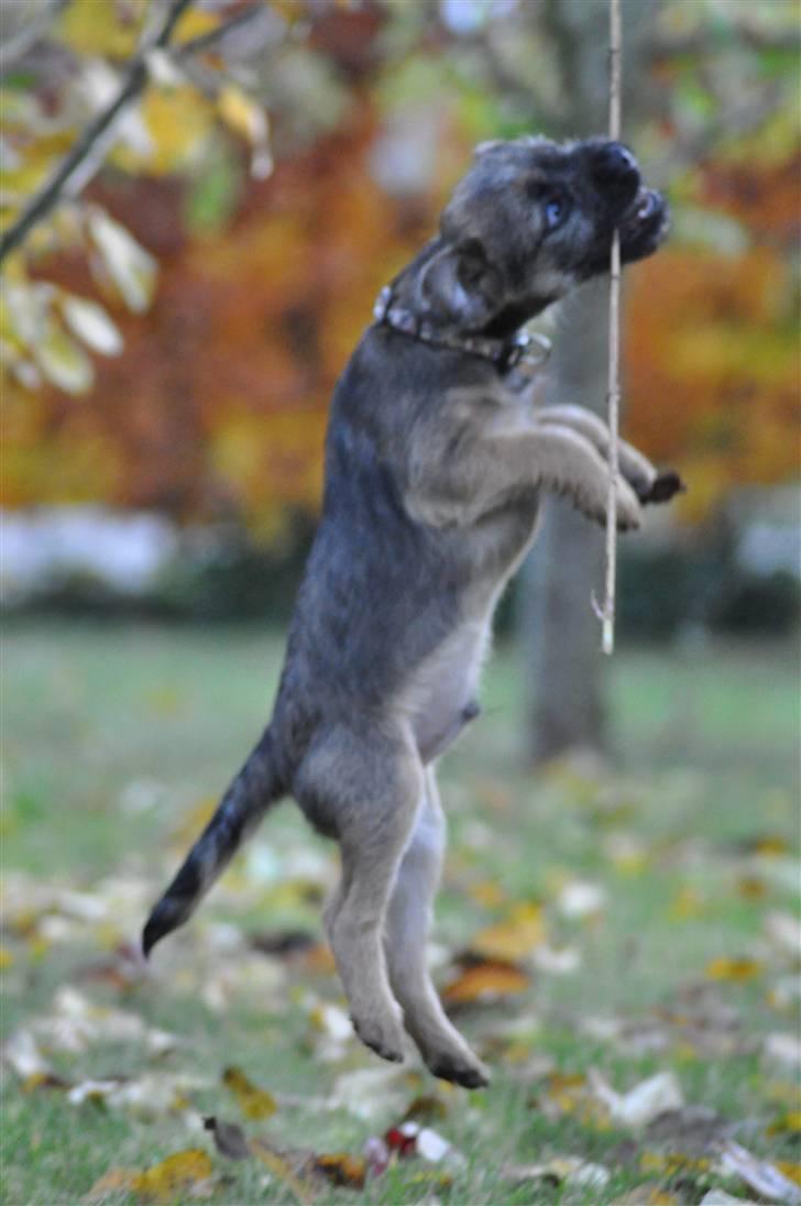 Border terrier Lutra's Morgan billede 14